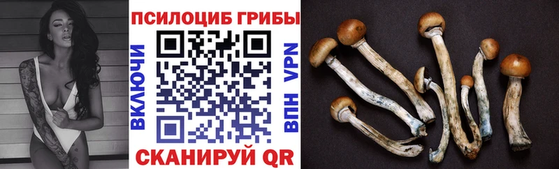 дарк нет клад  Мещовск  Псилоцибиновые грибы Magic Shrooms 